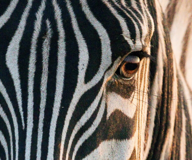 a close up of a zebra's face